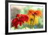 USA, Washington State. Close-up of State Fair Zinnia-Sylvia Gulin-Framed Photographic Print