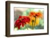 USA, Washington State. Close-up of State Fair Zinnia-Sylvia Gulin-Framed Photographic Print