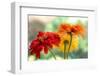 USA, Washington State. Close-up of State Fair Zinnia-Sylvia Gulin-Framed Photographic Print