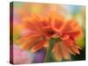 USA, Washington State. Close-up of State Fair Zinnia-Sylvia Gulin-Stretched Canvas