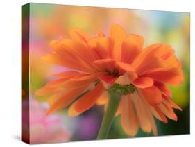 USA, Washington State. Close-up of State Fair Zinnia-Sylvia Gulin-Stretched Canvas