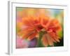 USA, Washington State. Close-up of State Fair Zinnia-Sylvia Gulin-Framed Photographic Print