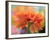 USA, Washington State. Close-up of State Fair Zinnia-Sylvia Gulin-Framed Photographic Print