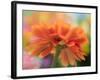 USA, Washington State. Close-up of State Fair Zinnia-Sylvia Gulin-Framed Photographic Print