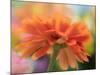 USA, Washington State. Close-up of State Fair Zinnia-Sylvia Gulin-Mounted Photographic Print