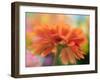 USA, Washington State. Close-up of State Fair Zinnia-Sylvia Gulin-Framed Photographic Print