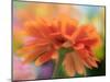 USA, Washington State. Close-up of State Fair Zinnia-Sylvia Gulin-Mounted Photographic Print