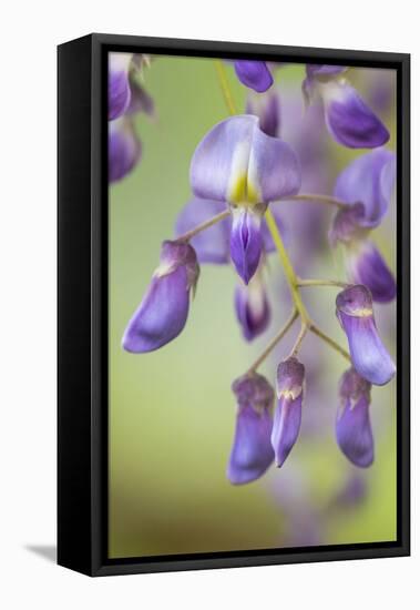 USA, Washington State, Cluster of spring wisteria blooms close-up.-Trish Drury-Framed Stretched Canvas