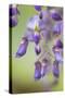 USA, Washington State, Cluster of spring wisteria blooms close-up.-Trish Drury-Stretched Canvas