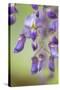 USA, Washington State, Cluster of spring wisteria blooms close-up.-Trish Drury-Stretched Canvas