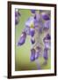 USA, Washington State, Cluster of spring wisteria blooms close-up.-Trish Drury-Framed Premium Photographic Print