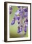 USA, Washington State, Cluster of spring wisteria blooms close-up.-Trish Drury-Framed Photographic Print