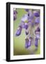 USA, Washington State, Cluster of spring wisteria blooms close-up.-Trish Drury-Framed Photographic Print