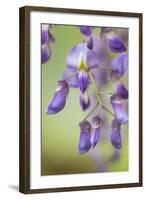 USA, Washington State, Cluster of spring wisteria blooms close-up.-Trish Drury-Framed Photographic Print