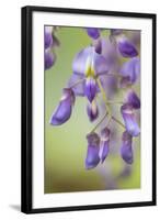 USA, Washington State, Cluster of spring wisteria blooms close-up.-Trish Drury-Framed Photographic Print