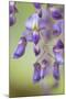 USA, Washington State, Cluster of spring wisteria blooms close-up.-Trish Drury-Mounted Photographic Print