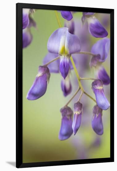 USA, Washington State, Cluster of spring wisteria blooms close-up.-Trish Drury-Framed Photographic Print