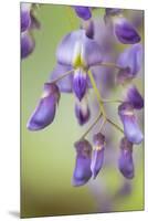 USA, Washington State, Cluster of spring wisteria blooms close-up.-Trish Drury-Mounted Premium Photographic Print