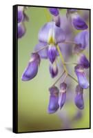 USA, Washington State, Cluster of spring wisteria blooms close-up.-Trish Drury-Framed Stretched Canvas