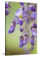 USA, Washington State, Cluster of spring wisteria blooms close-up.-Trish Drury-Stretched Canvas