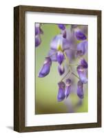 USA, Washington State, Cluster of spring wisteria blooms close-up.-Trish Drury-Framed Photographic Print