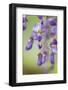 USA, Washington State, Cluster of spring wisteria blooms close-up.-Trish Drury-Framed Photographic Print