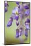 USA, Washington State, Cluster of spring wisteria blooms close-up.-Trish Drury-Mounted Photographic Print