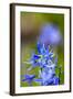 USA, Washington State, Columbia George, Camas in Spring Bloom-Terry Eggers-Framed Photographic Print