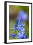 USA, Washington State, Columbia George, Camas in Spring Bloom-Terry Eggers-Framed Photographic Print