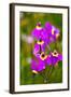 USA, Washington State, Columbia George, Shooting Stars in Bloom-Terry Eggers-Framed Photographic Print