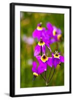 USA, Washington State, Columbia George, Shooting Stars in Bloom-Terry Eggers-Framed Photographic Print