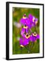 USA, Washington State, Columbia George, Shooting Stars in Bloom-Terry Eggers-Framed Photographic Print