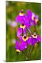 USA, Washington State, Columbia George, Shooting Stars in Bloom-Terry Eggers-Mounted Photographic Print