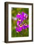 USA, Washington State, Columbia George, Shooting Stars in Bloom-Terry Eggers-Framed Photographic Print