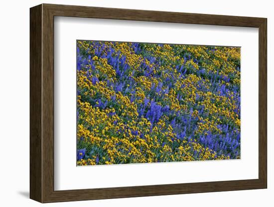 USA, Washington State, Columbia Hills State Park. Wildflowers bloom on hillside.-Jaynes Gallery-Framed Photographic Print