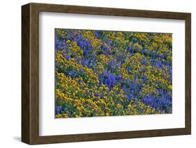 USA, Washington State, Columbia Hills State Park. Wildflowers bloom on hillside.-Jaynes Gallery-Framed Photographic Print