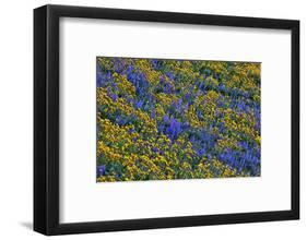 USA, Washington State, Columbia Hills State Park. Wildflowers bloom on hillside.-Jaynes Gallery-Framed Photographic Print