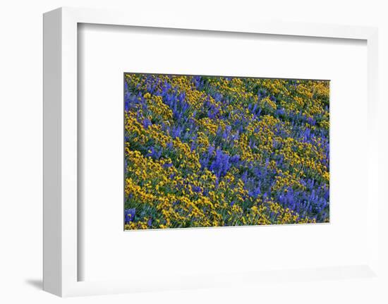 USA, Washington State, Columbia Hills State Park. Wildflowers bloom on hillside.-Jaynes Gallery-Framed Photographic Print