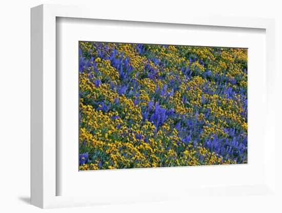 USA, Washington State, Columbia Hills State Park. Wildflowers bloom on hillside.-Jaynes Gallery-Framed Photographic Print