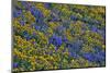 USA, Washington State, Columbia Hills State Park. Wildflowers bloom on hillside.-Jaynes Gallery-Mounted Photographic Print