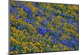 USA, Washington State, Columbia Hills State Park. Wildflowers bloom on hillside.-Jaynes Gallery-Mounted Photographic Print