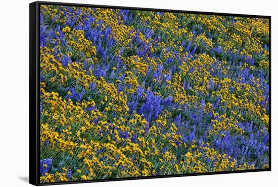 USA, Washington State, Columbia Hills State Park. Wildflowers bloom on hillside.-Jaynes Gallery-Framed Stretched Canvas