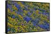 USA, Washington State, Columbia Hills State Park. Wildflowers bloom on hillside.-Jaynes Gallery-Framed Stretched Canvas