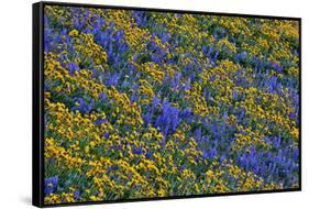 USA, Washington State, Columbia Hills State Park. Wildflowers bloom on hillside.-Jaynes Gallery-Framed Stretched Canvas