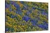 USA, Washington State, Columbia Hills State Park. Wildflowers bloom on hillside.-Jaynes Gallery-Stretched Canvas