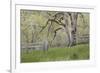 USA, Washington State, Columbia River Gorge. Abandoned pasture-Jaynes Gallery-Framed Photographic Print