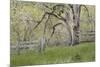 USA, Washington State, Columbia River Gorge. Abandoned pasture-Jaynes Gallery-Mounted Photographic Print