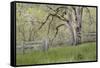 USA, Washington State, Columbia River Gorge. Abandoned pasture-Jaynes Gallery-Framed Stretched Canvas