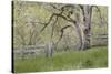 USA, Washington State, Columbia River Gorge. Abandoned pasture-Jaynes Gallery-Stretched Canvas