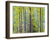 USA, Washington State, Colville County. Forest along highway 20 in Sherman Pass.-Julie Eggers-Framed Photographic Print